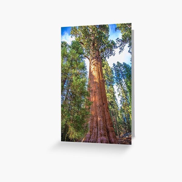 Item preview, USA. California. Sequoia National Park. General Sherman Tree. designed and sold by vadim19.