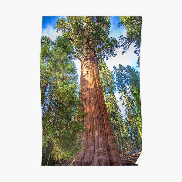 USA. California. Sequoia National Park. General Sherman Tree. Poster