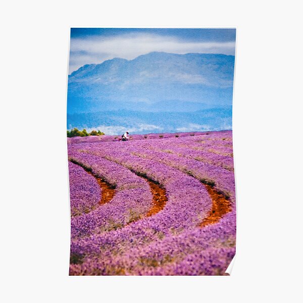 Lavender fields forever... Poster