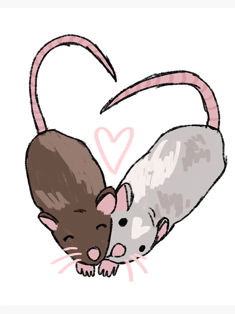 Cute rats