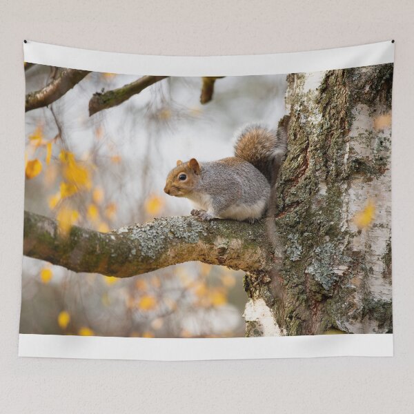 Item preview, Squirrel posters art prints t-shirts phone cases mugs etc designed and sold by craigewmcg123.