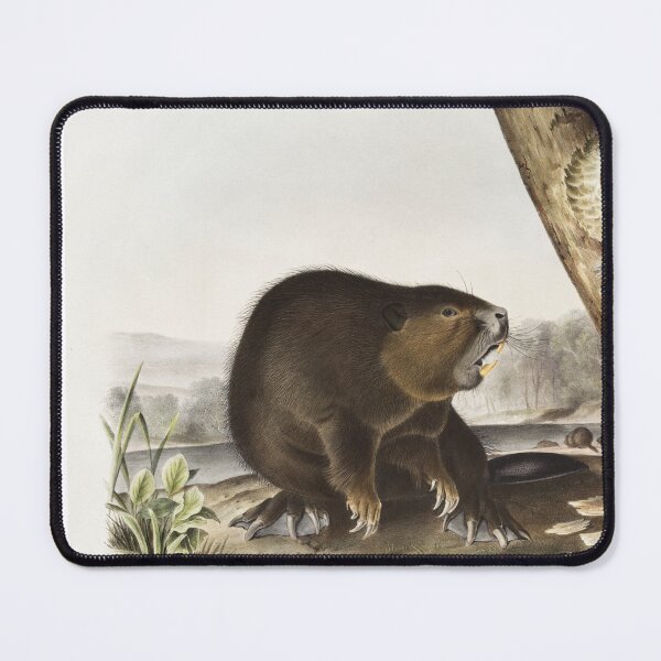 Item preview, Audubon American Beaver Portrait designed and sold by Oldetimemercan.