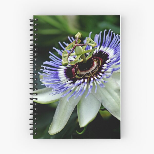 Item preview, Blue Crown Passion Flower designed and sold by Debbie Oppermann.