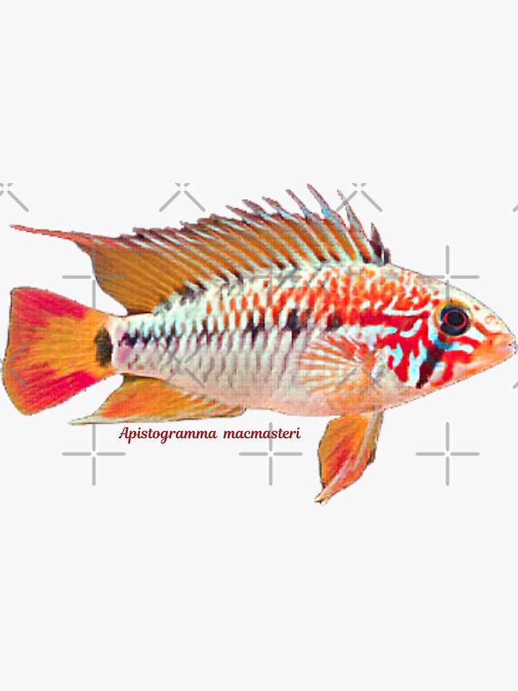 Apistogramma macmasteri Sticker for Sale by CatsPa