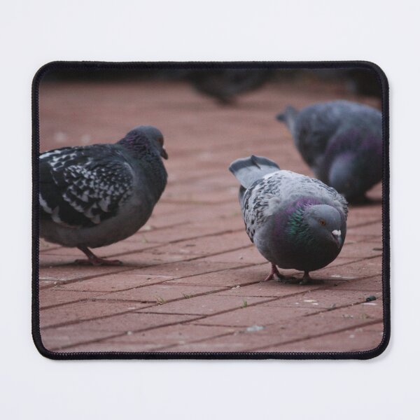 Item preview, Pigeon snacking designed and sold by ESK-Kalevala.