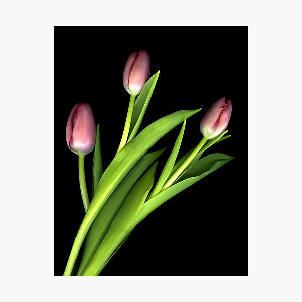 Tulips Three Photographic Print