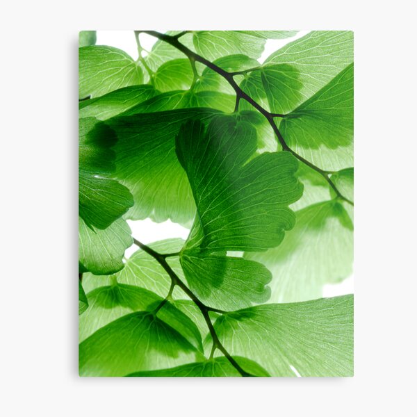 Maidenhair on white 1 Metal Print