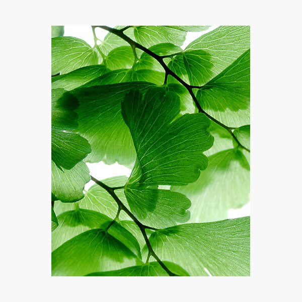 Maidenhair on white 1 Photographic Print