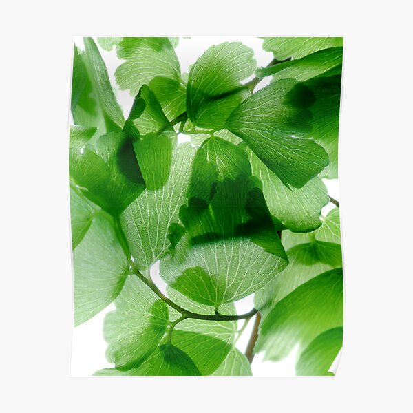 Maidenhair on white 2 Poster
