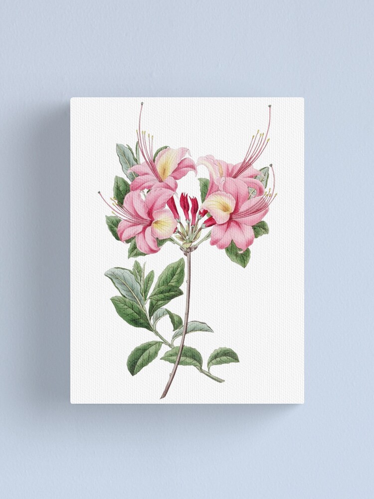 Lienzo «Flor de azalea, Ilustración floral de la vendimia, Flores de azalea»  de TDSwhite | Redbubble