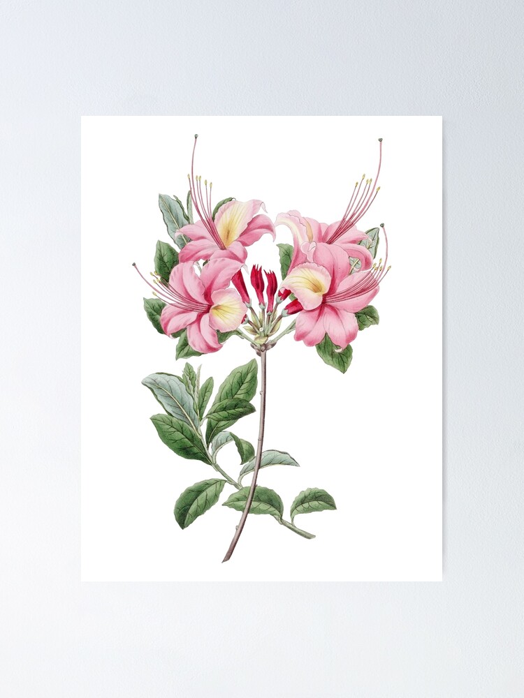 Póster «Flor de azalea, Ilustración floral de la vendimia, Flores de azalea»  de TDSwhite | Redbubble