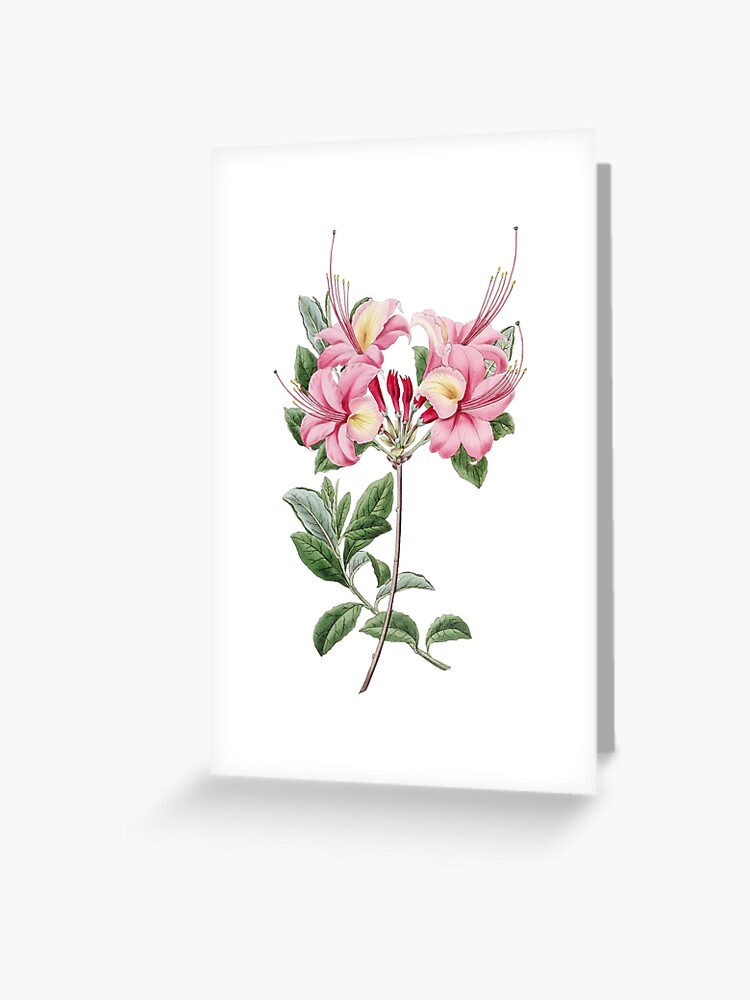 Tarjetas de felicitación «Flor de azalea, Ilustración floral de la  vendimia, Flores de azalea» de TDSwhite | Redbubble