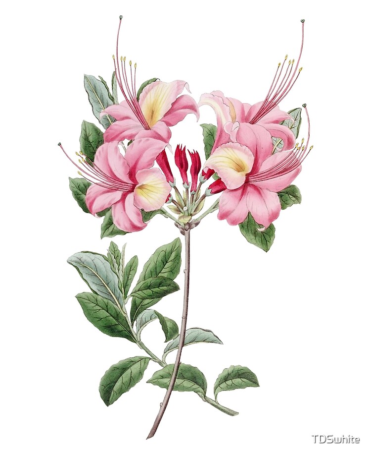 Funda y vinilo para iPad «Flor de azalea, Ilustración floral de la  vendimia, Flores de azalea» de TDSwhite | Redbubble