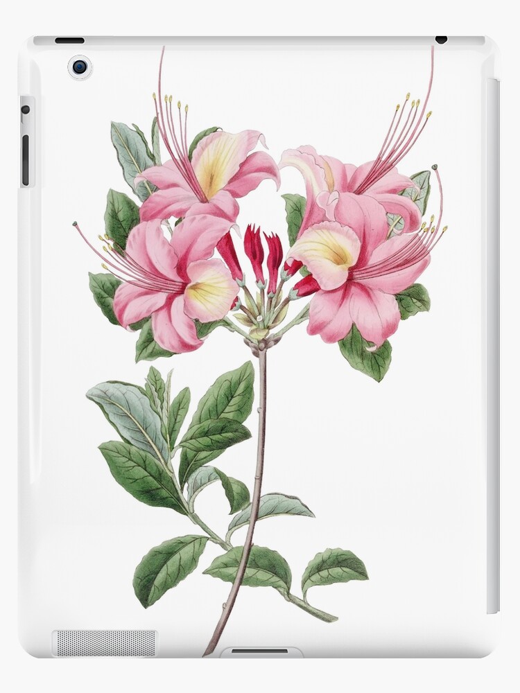 Funda y vinilo para iPad «Flor de azalea, Ilustración floral de la  vendimia, Flores de azalea» de TDSwhite | Redbubble