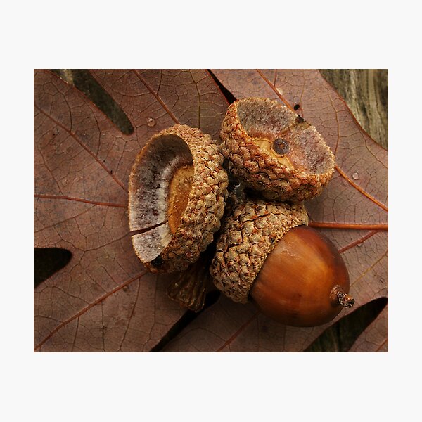 Acorns Fell Photographic Print