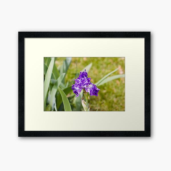 May Framed Art Print