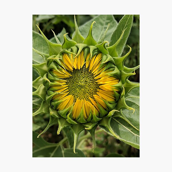 Sunflower Blooming Photographic Print