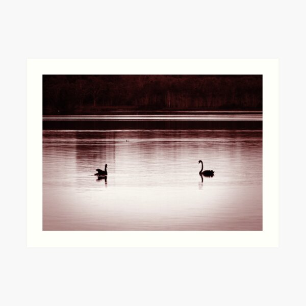 swan lake Art Print