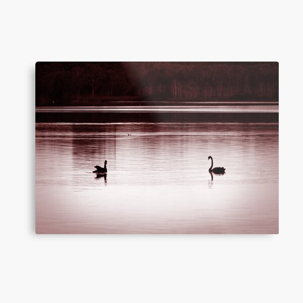 swan lake Metal Print