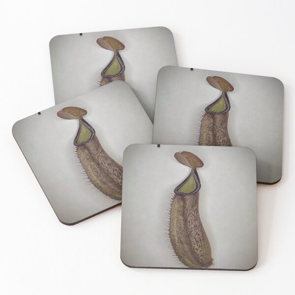 Item preview, Nepenthes robcantleyi x adnata pitcher designed and sold by Deathplant.