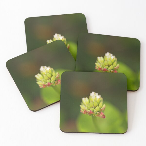 Item preview, Cranesbill Flower Buds designed and sold by Joy Watson - Natural Light Photography .
