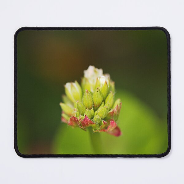 Item preview, Cranesbill Flower Buds designed and sold by Joy Watson - Natural Light Photography .