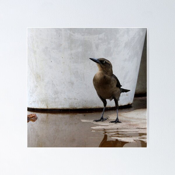 Bird in the Arboretum 1 Poster