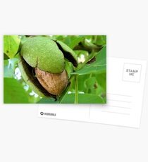 Ripe walnut Postcards