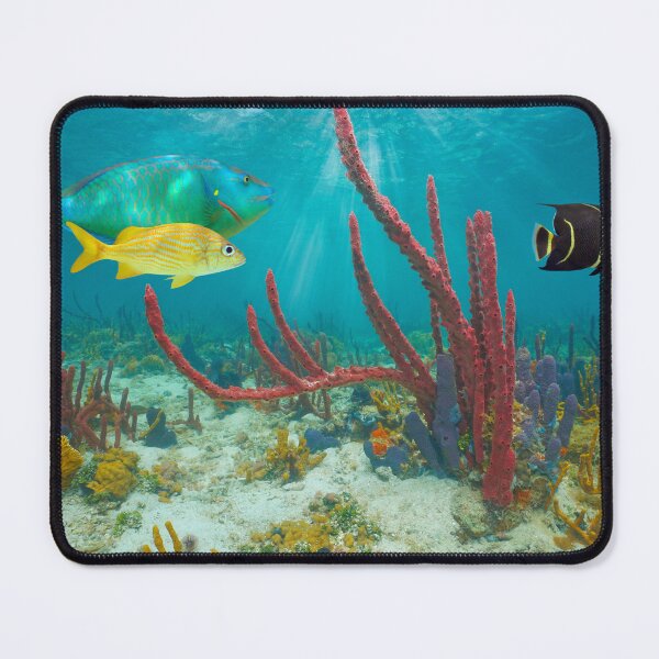 Item preview, Caribbean sea colorful marine life underwater tropical fish and sponges designed and sold by Seaphotoart.