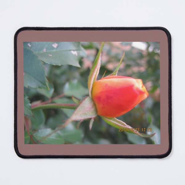 Item preview, Start of beauty in a rose designed and sold by Nicholes  Dream Visions.