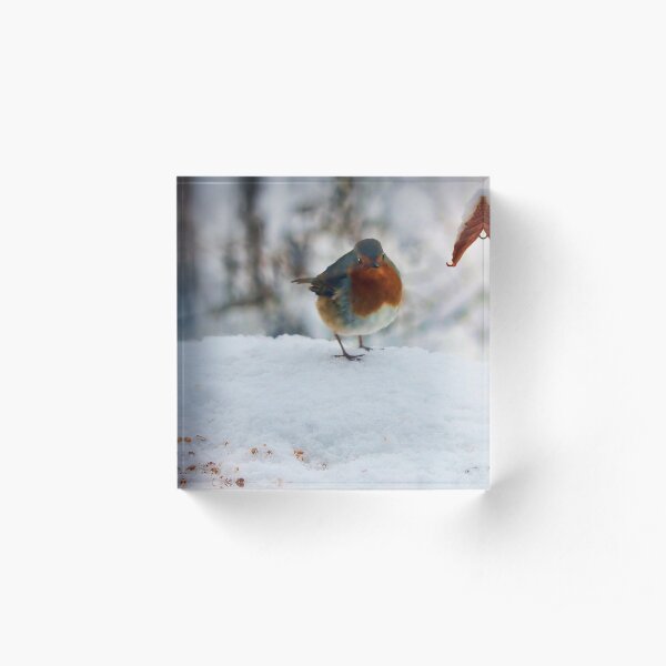 Robin Redbreast Acrylic Block