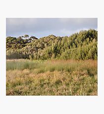 Brackish Wetland & Swamp Scrub Photographic Print