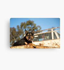 King Of The Kelpies & His Hilux Ute....... Metal Print