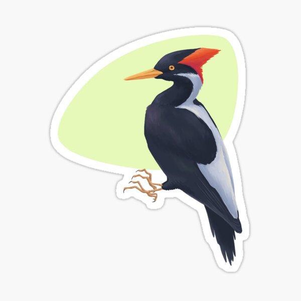 Item preview, Ivory-Billed Woodpecker designed and sold by spacebirbz.