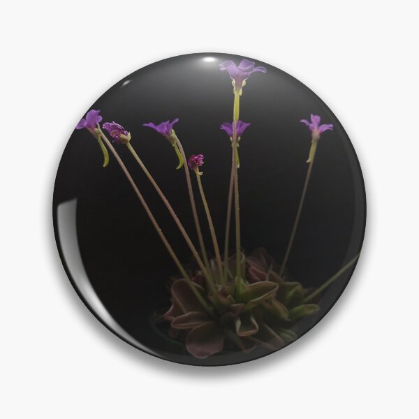 Item preview, Pinguicula in bloom #1 designed and sold by Deathplant.