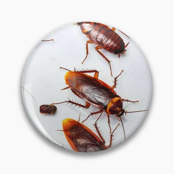 Item preview, Cockroach photo with high resolution quality designed and sold by Allyouneed-2.