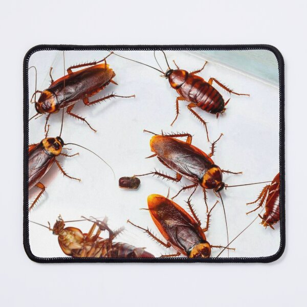 Item preview, Cockroach photo with high resolution quality designed and sold by Allyouneed-2.