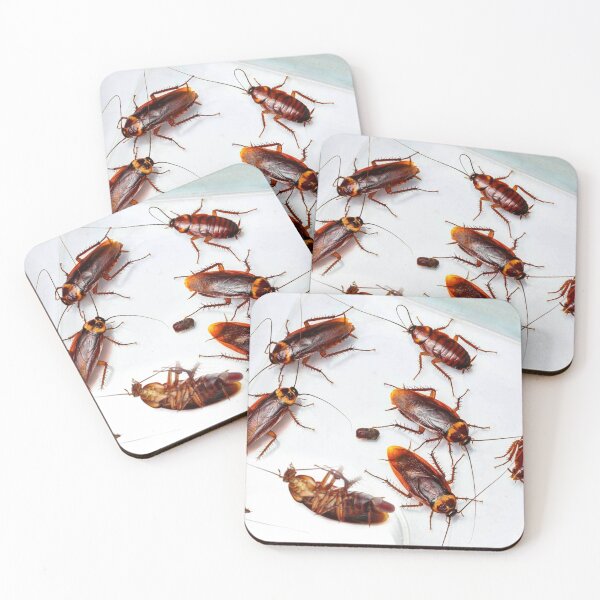 Item preview, Cockroach photo with high resolution quality designed and sold by Allyouneed-2.