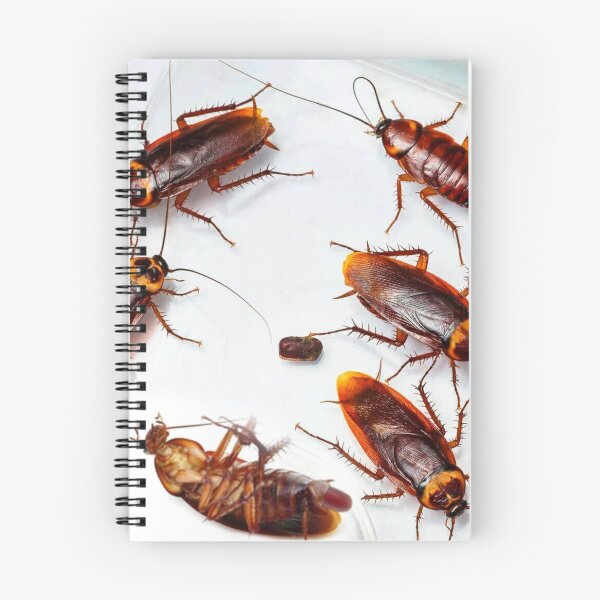 Item preview, Cockroach photo with high resolution quality designed and sold by Allyouneed-2.