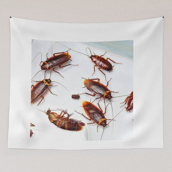 Item preview, Cockroach photo with high resolution quality designed and sold by Allyouneed-2.