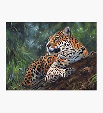 Jaguar in Tree Photographic Print