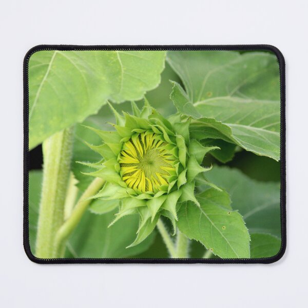 Item preview, Sunflower Head designed and sold by VgBingi.