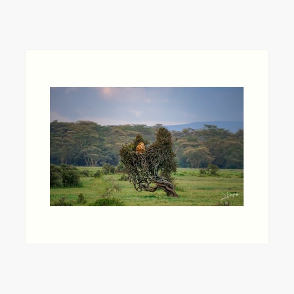 King of The Jungle Wall Art Art Print