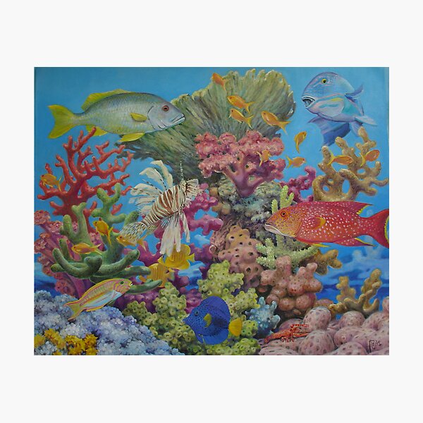 Red Sea Reef Photographic Print