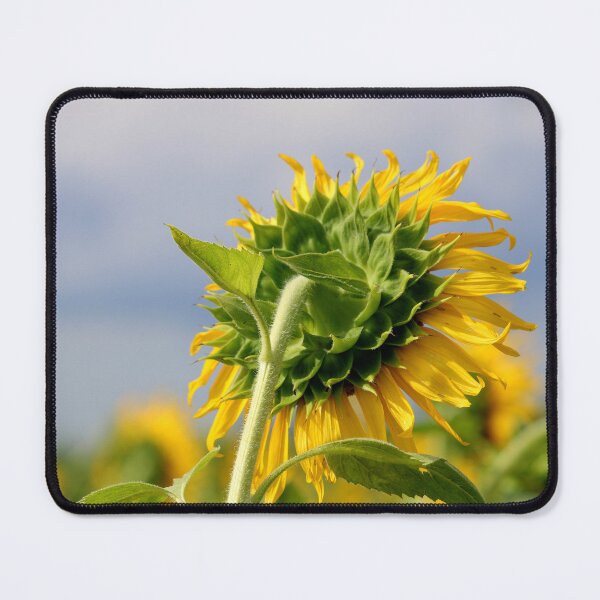 Item preview, Sunflower Head designed and sold by VgBingi.
