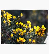 Ulex europaeus (gorse, common gorse, furze or whin) Poster