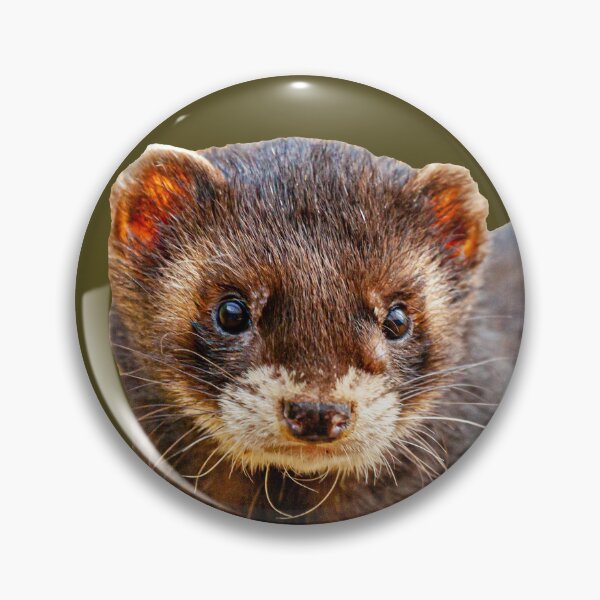 Item preview, Polecat Ferret designed and sold by Dalyndigital Photography.