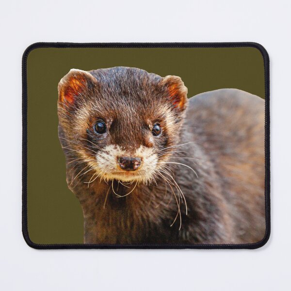 Item preview, Polecat Ferret designed and sold by Dalyndigital Photography.
