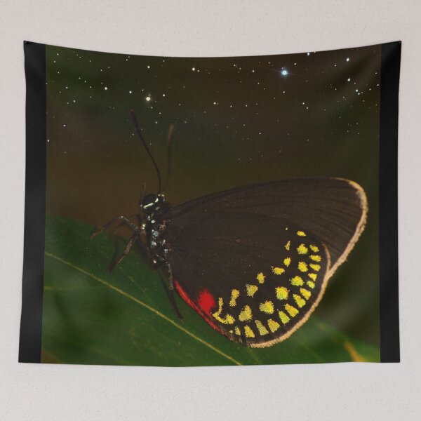 Item preview, Starry Butterfly (MKW-I.17) designed and sold by Katrina Morgan.