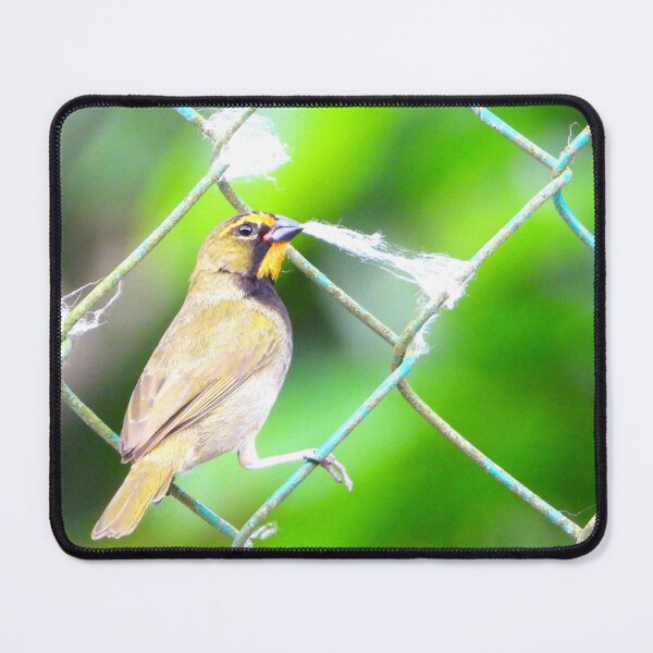 Item preview, Yellow-Faced Grassquit and Ceiba Fluff designed and sold by Barnbk02.